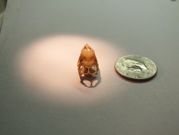 Media type: image;   Herpetology R-18364